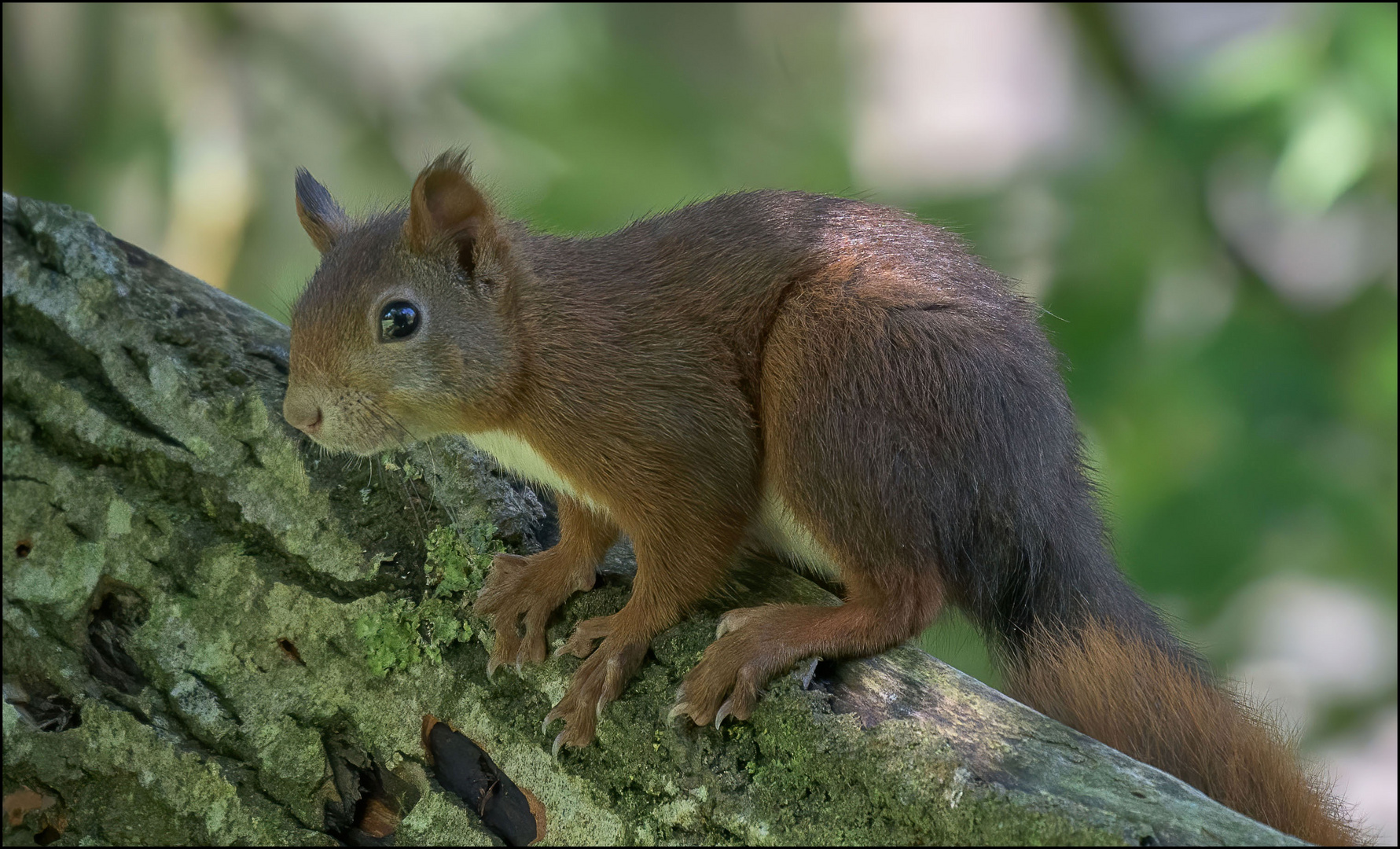  Eichhörnchen