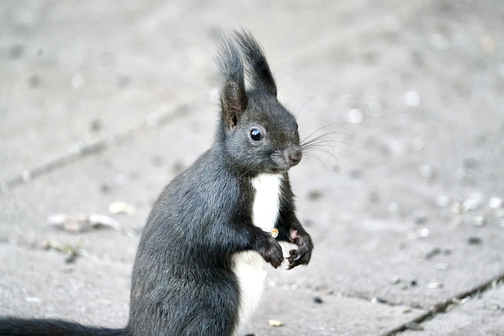 Eichhörnchen