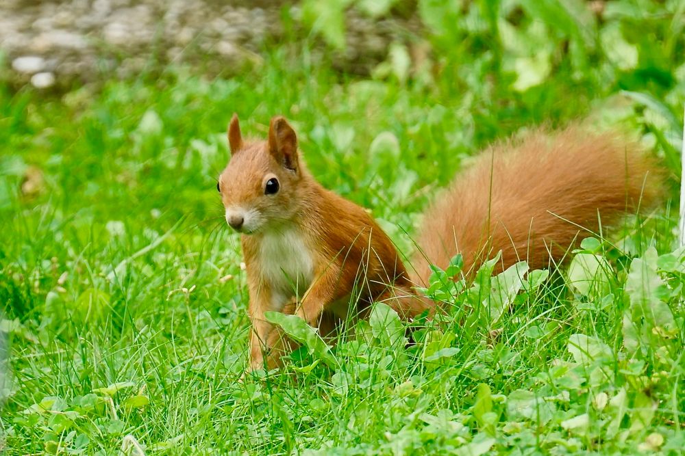 Eichhörnchen