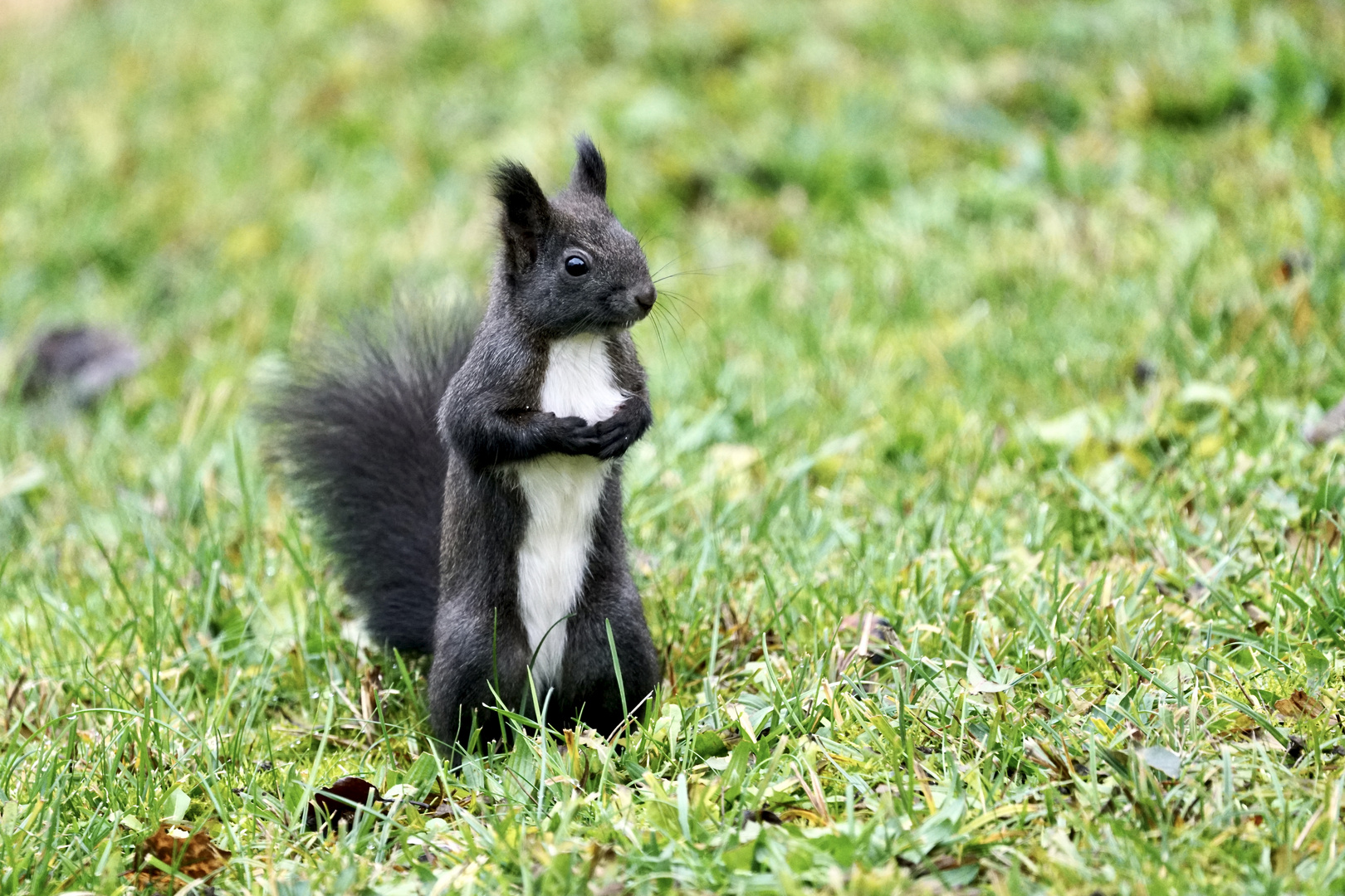 Eichhörnchen