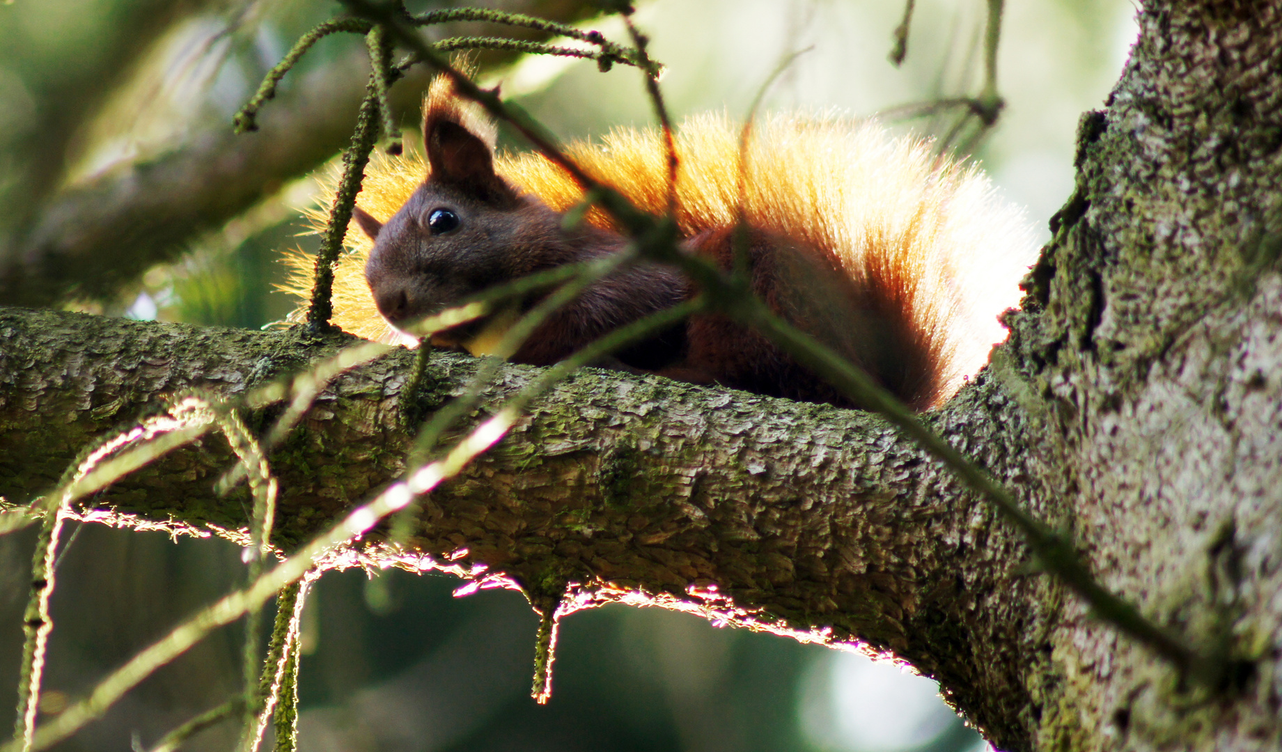 Eichhörnchen