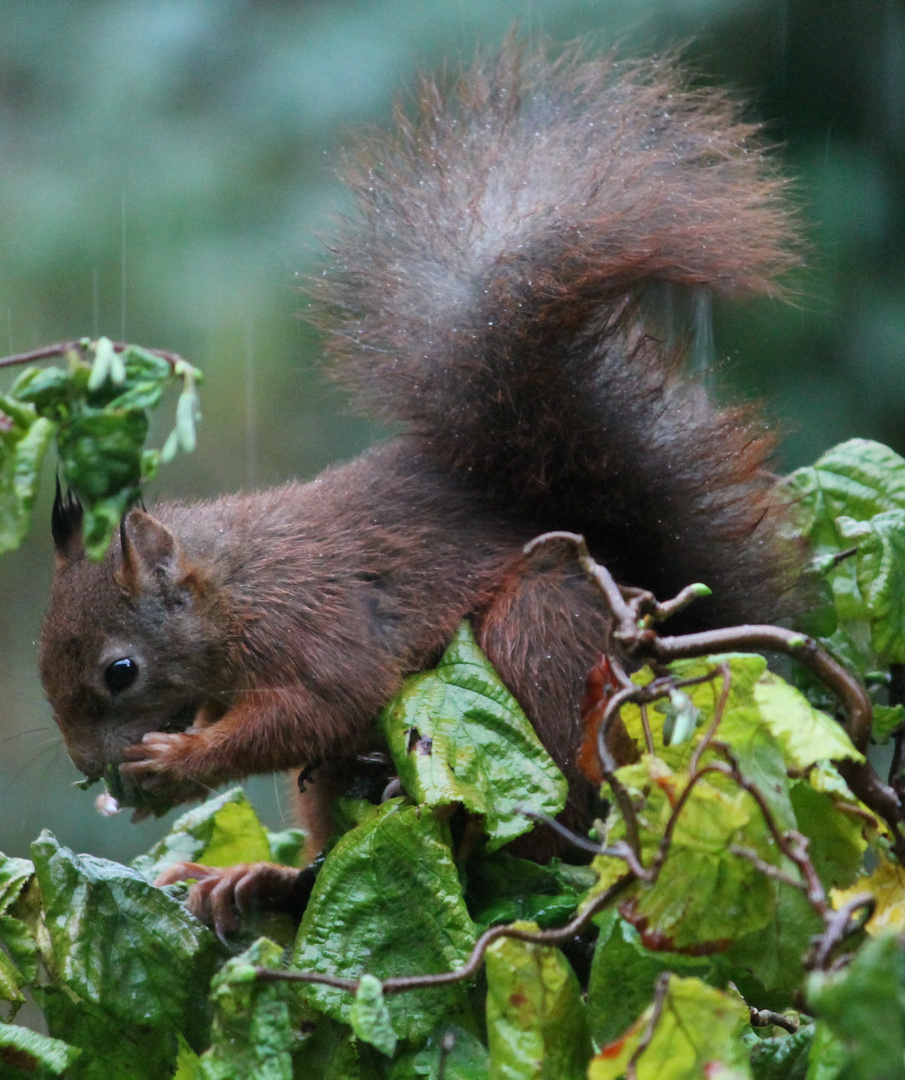 Eichhörnchen