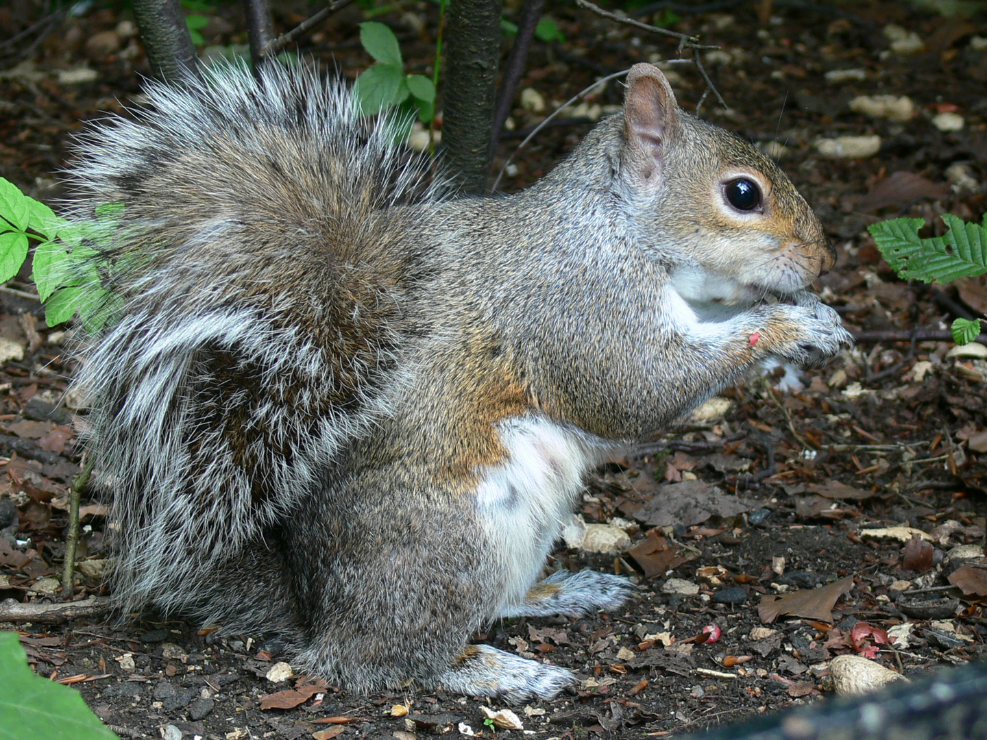 Eichhörnchen