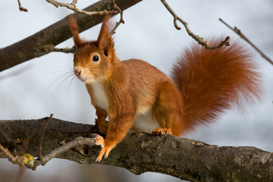 Eichhörnchen