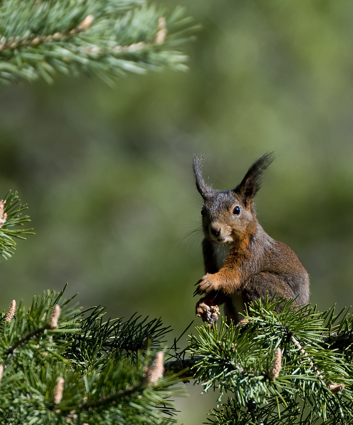 Eichhörnchen