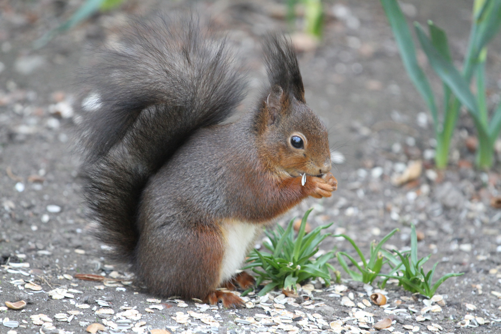 Eichhörnchen