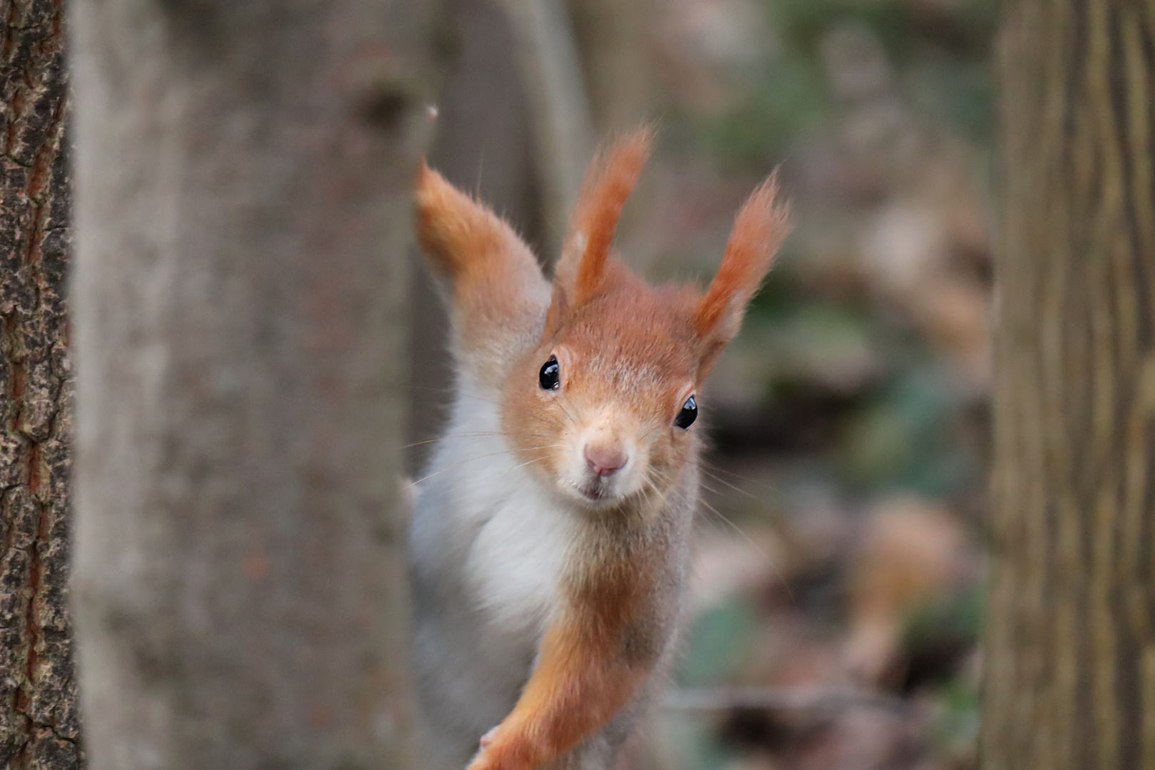 Eichhörnchen