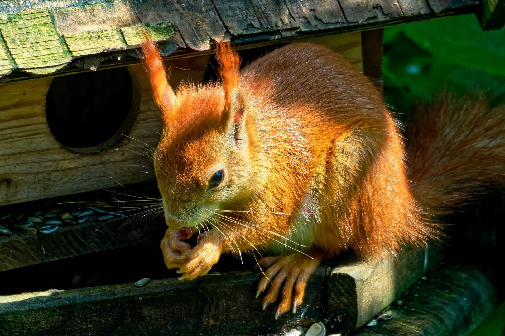 Eichhörnchen