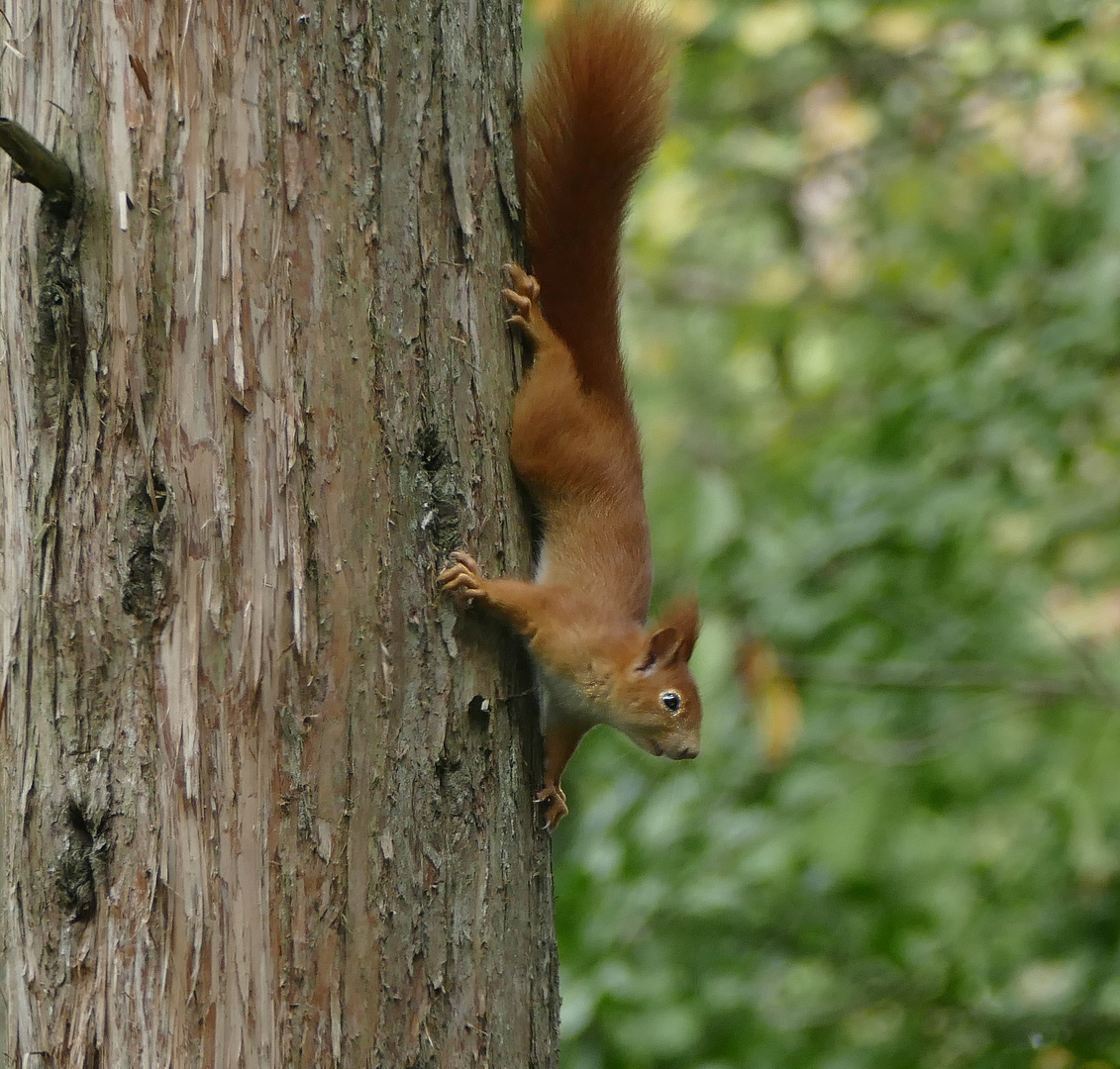 Eichhörnchen