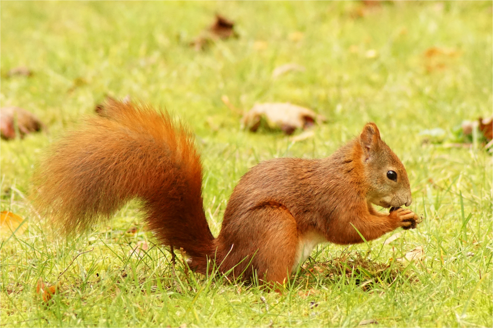 Eichhörnchen