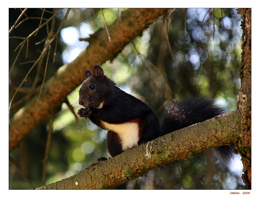 Eichhörnchen