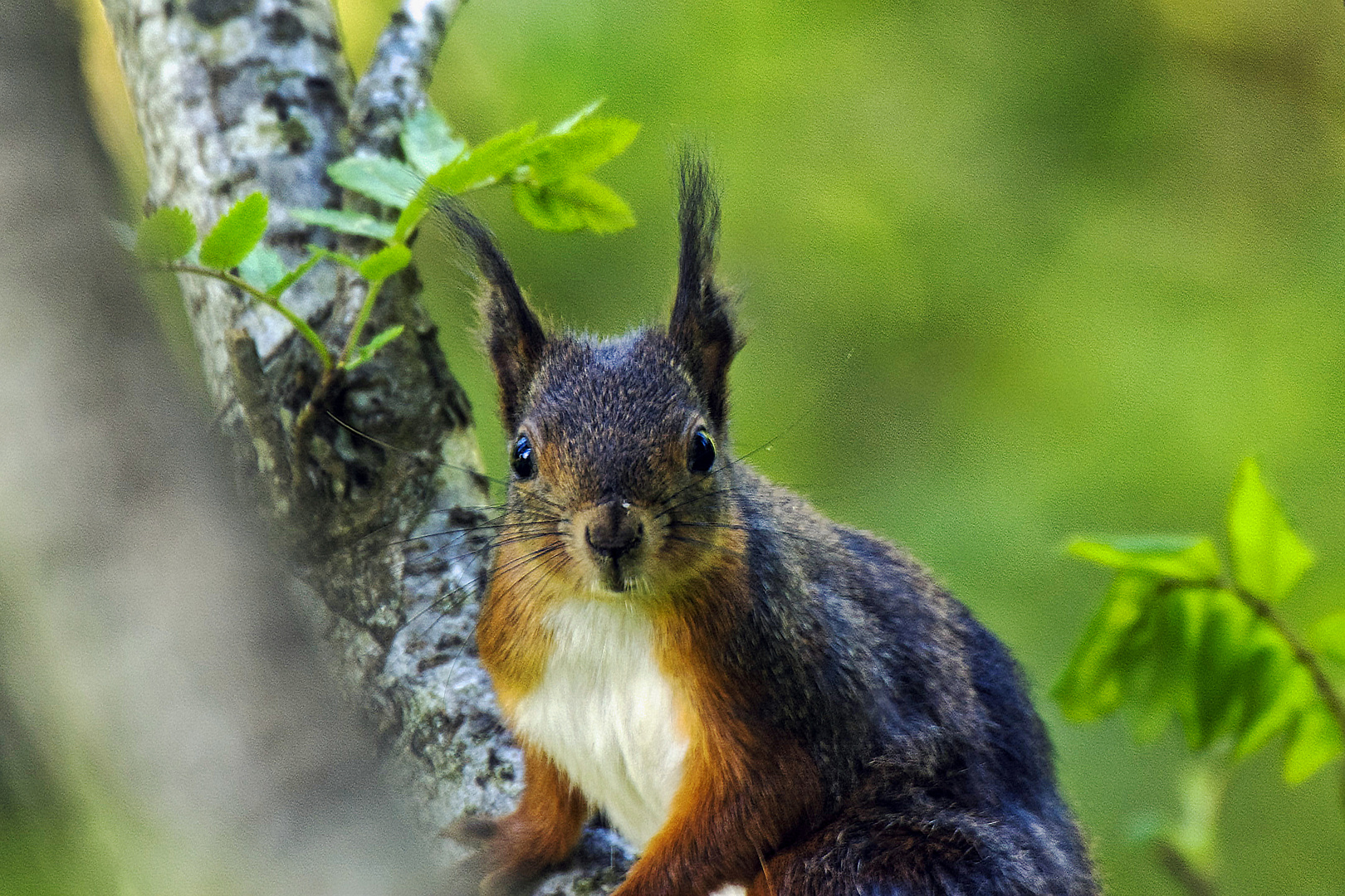 Eichhörnchen 