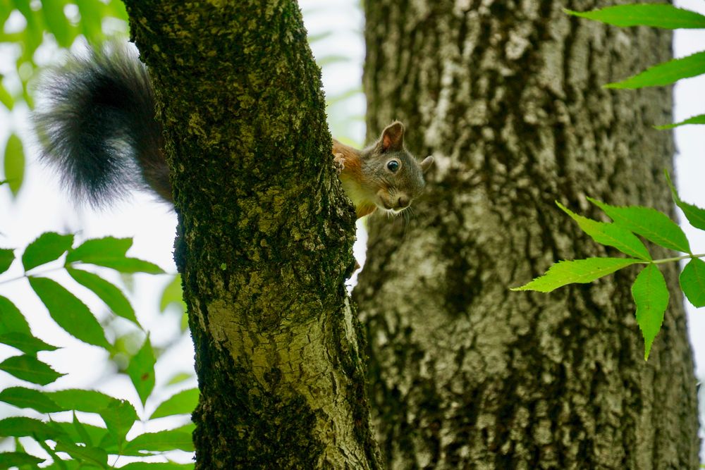 Eichhörnchen