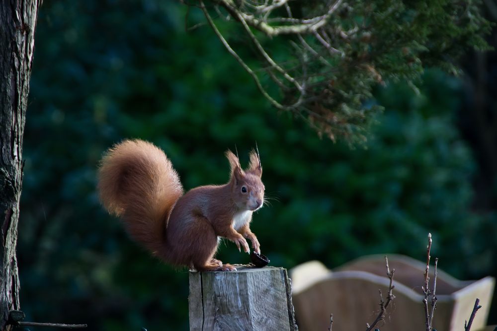 Eichhörnchen