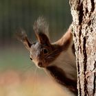 Eichhörnchen - ab und an brauchen sie ein Päuschen.   