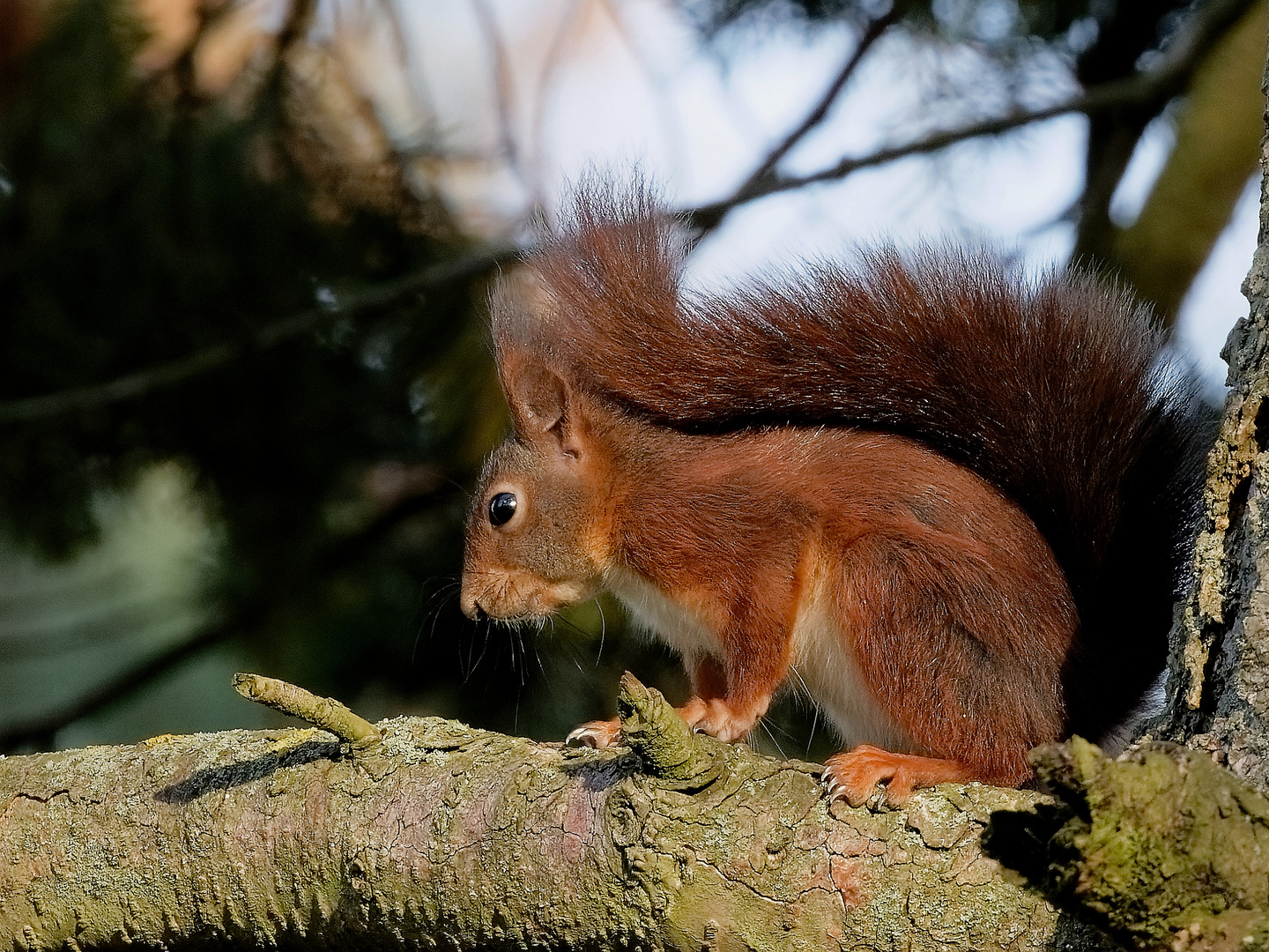 Eichhörnchen - ab und an brauchen sie ein Päuschen.   