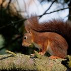 Eichhörnchen - ab und an brauchen sie ein Päuschen.   