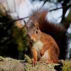 Eichhörnchen - ab und an brauchen sie ein Päuschen.   