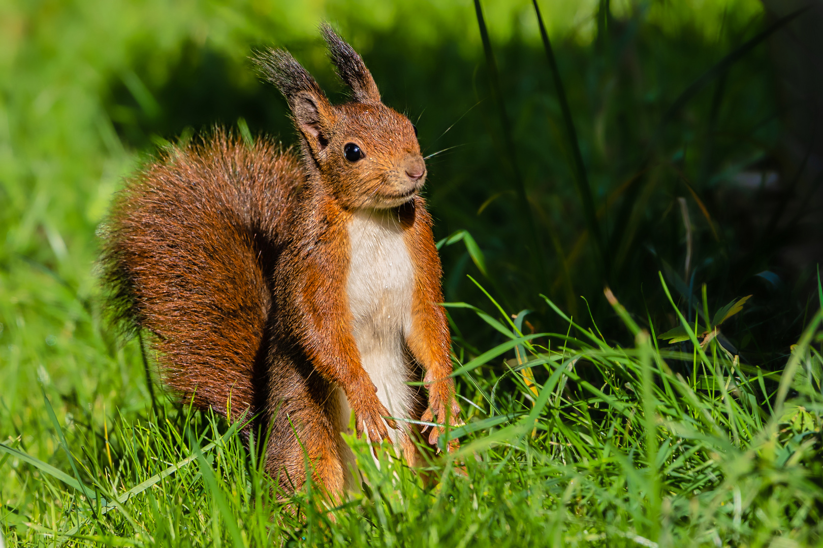 Eichhörnchen