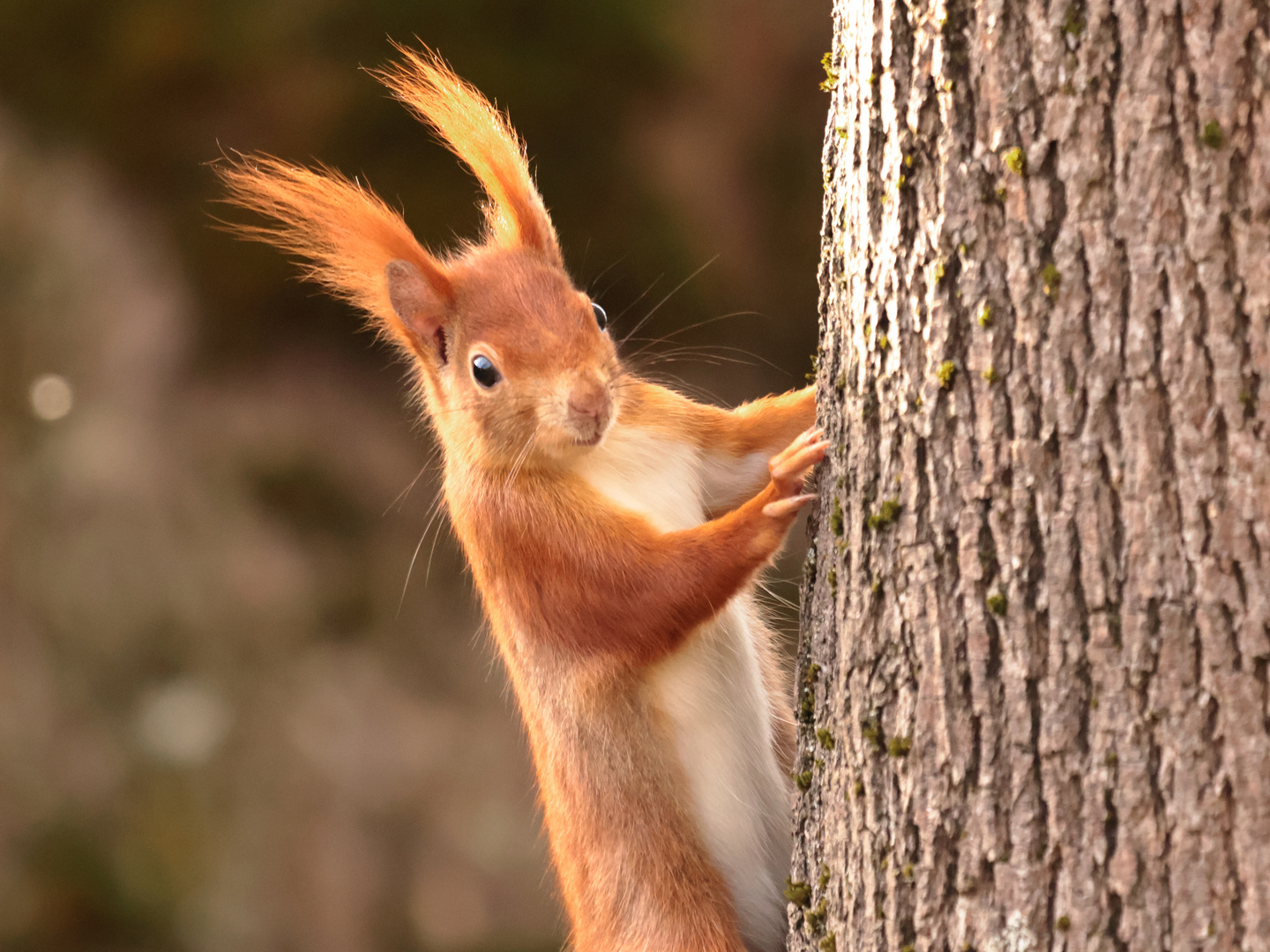 Eichhörnchen