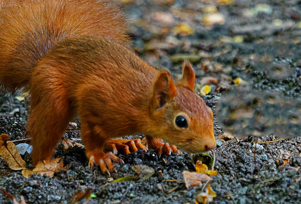 EICHHÖRNCHEN