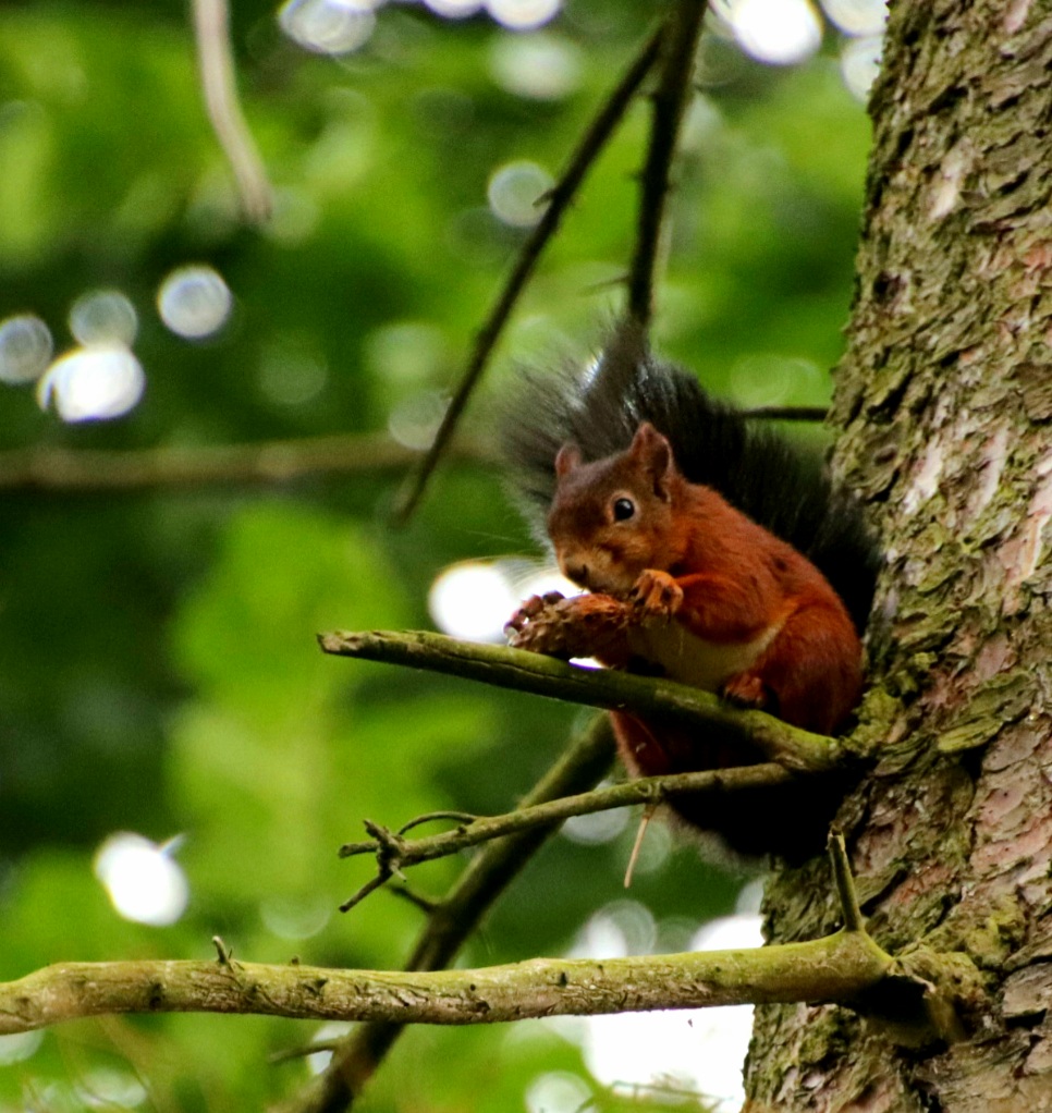 Eichhörnchen  