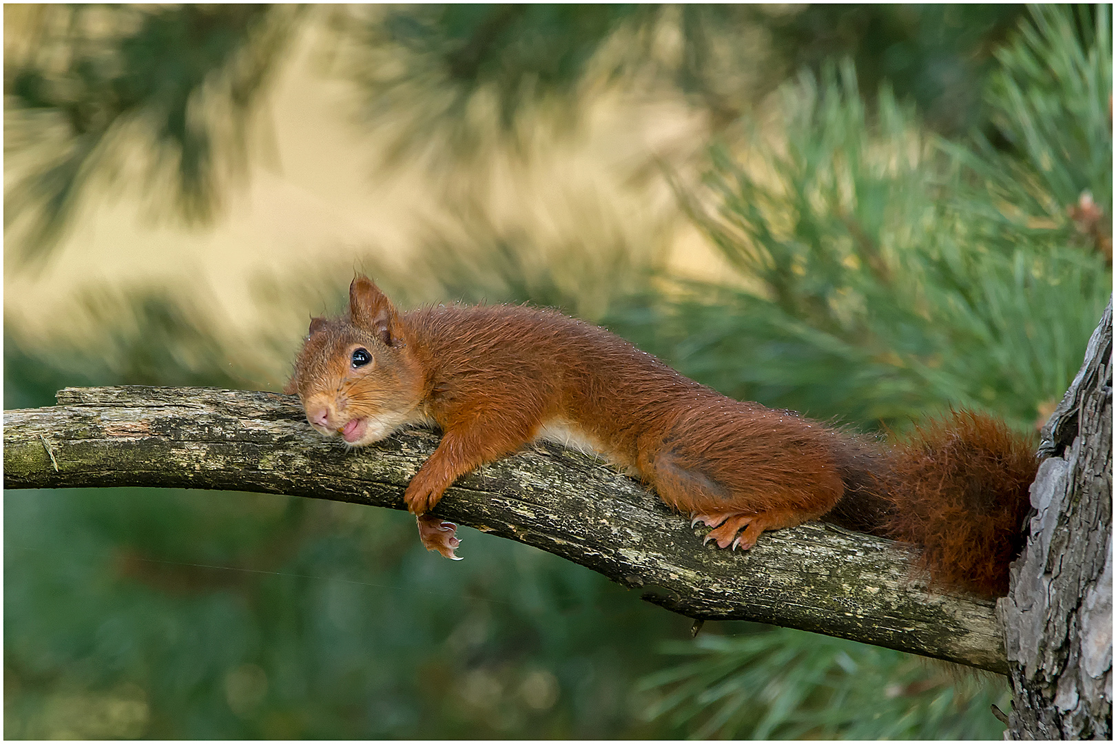 Eichhörnchen