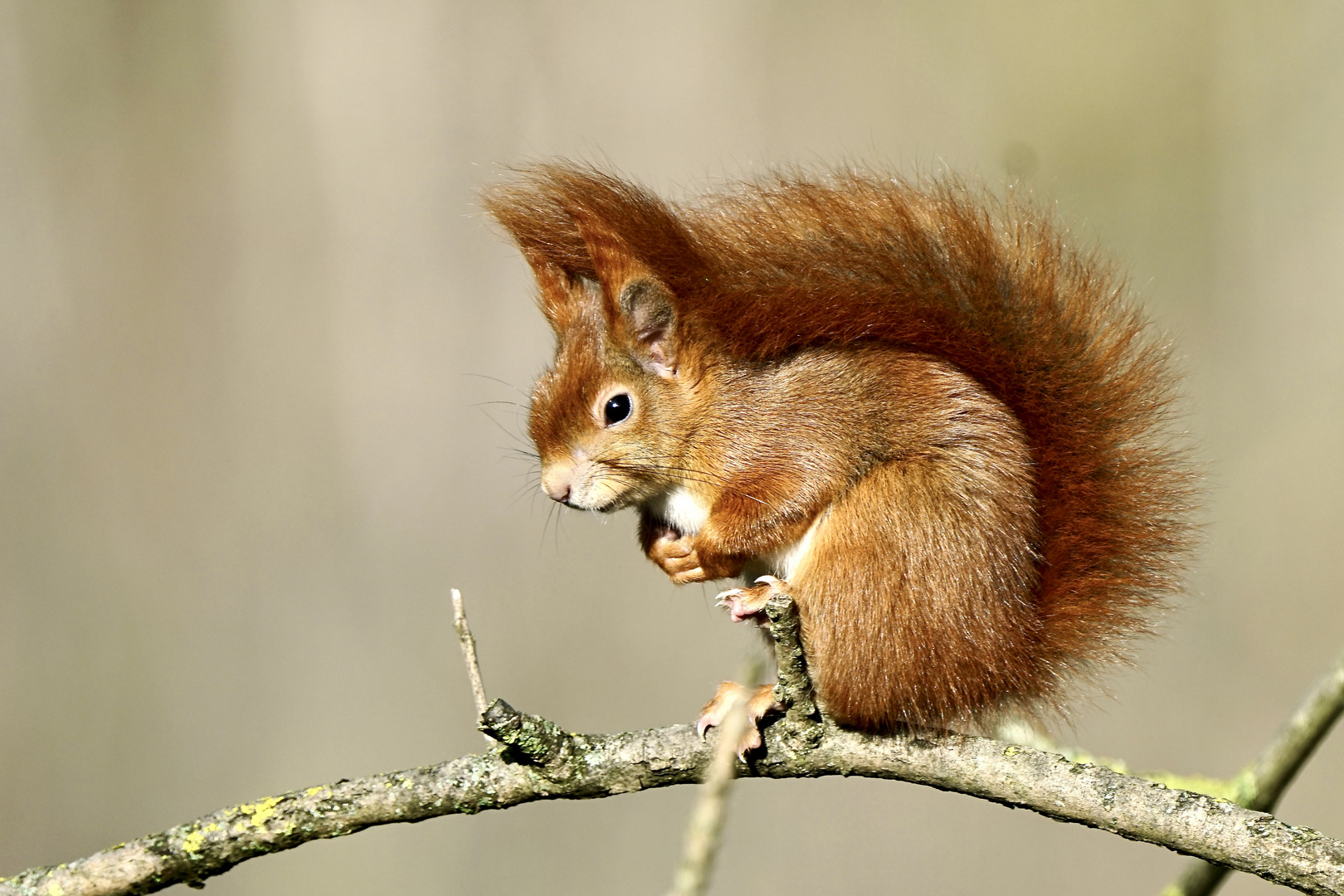 Eichhörnchen