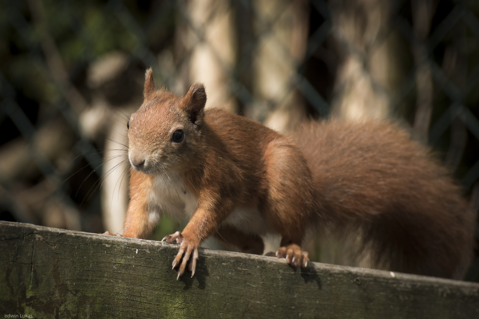 Eichhörnchen