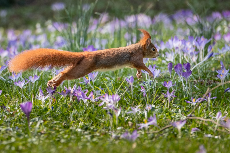 Eichhörnchen 