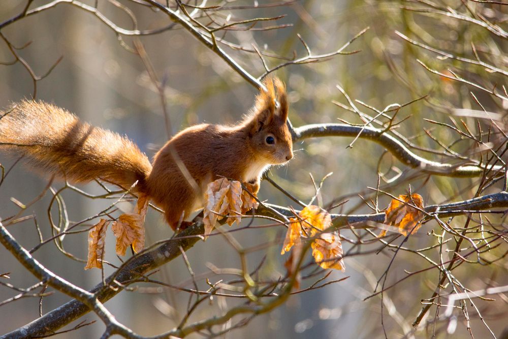 Eichhörnchen