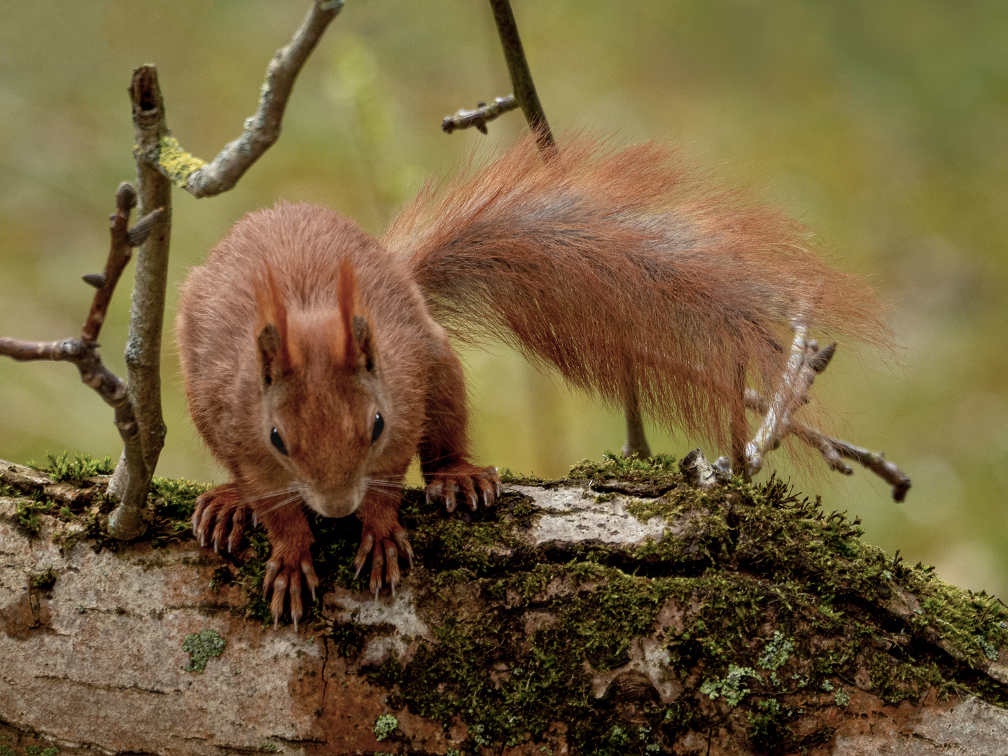 Eichhörnchen