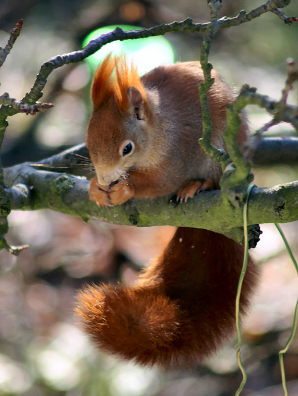 Eichhörnchen