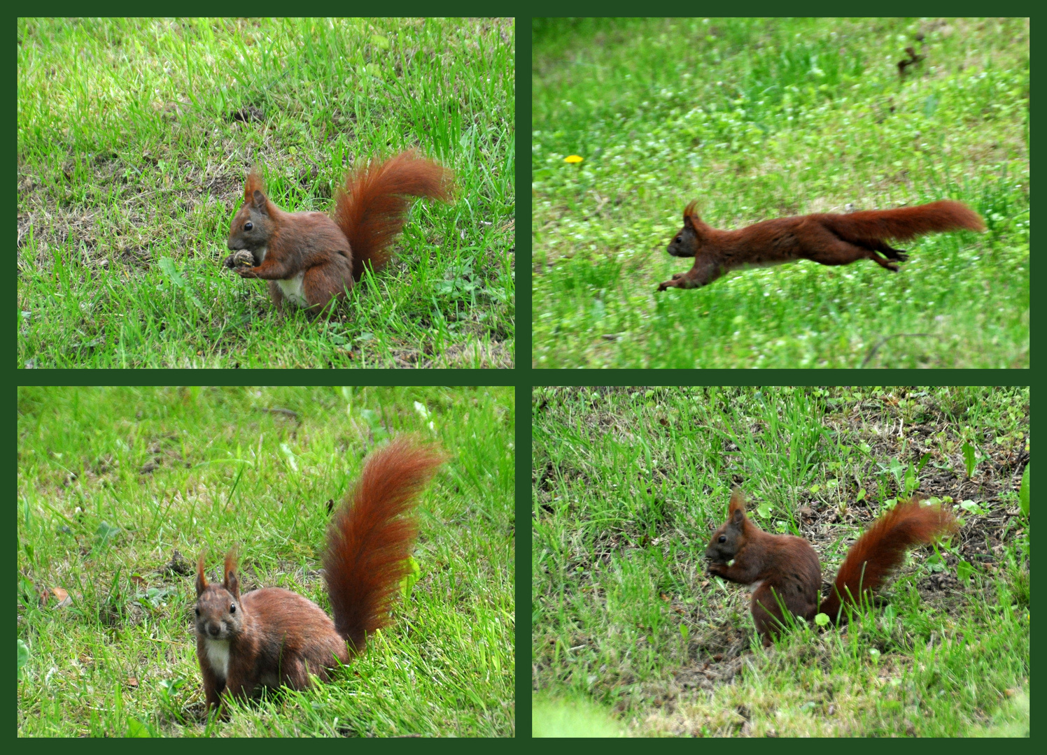 Eichhörnchen