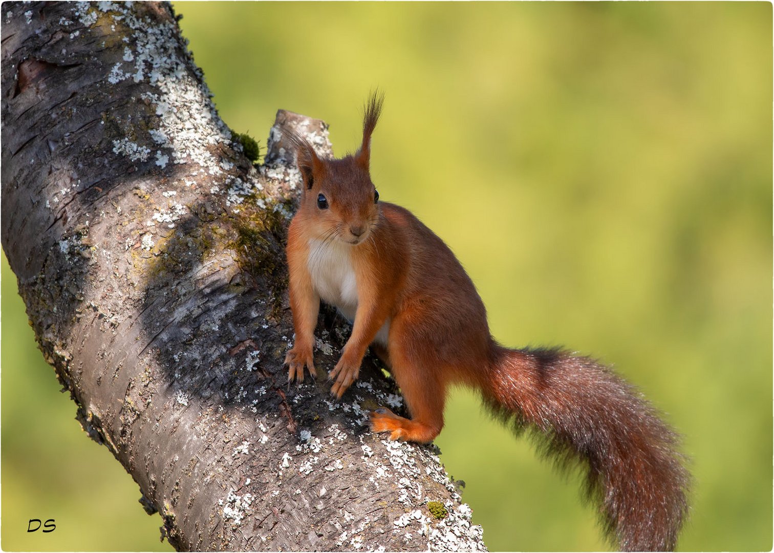 Eichhörnchen