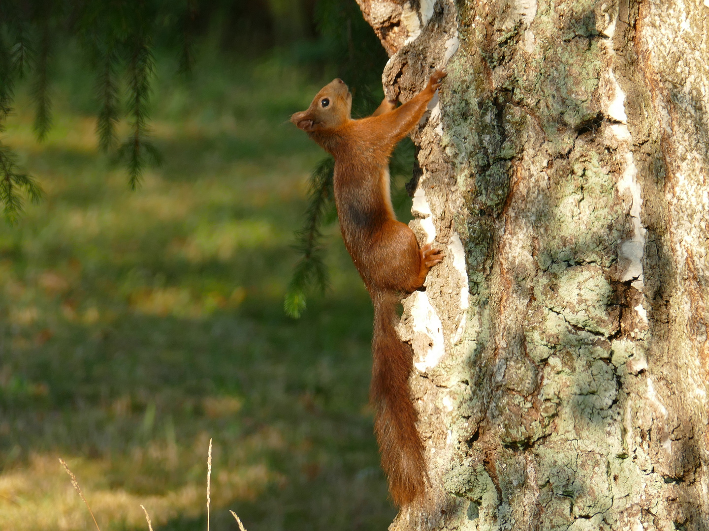 Eichhörnchen (Aik:-ein Etwas, was sich schnell bewegt.)