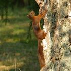 Eichhörnchen (Aik:-ein Etwas, was sich schnell bewegt.)