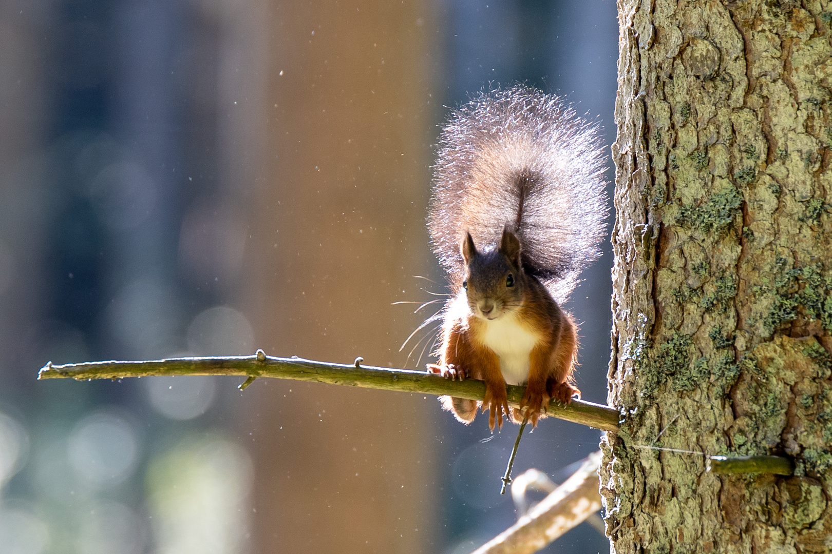 Eichhörnchen-Alarm