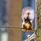 Eichhörnchen-Alarm