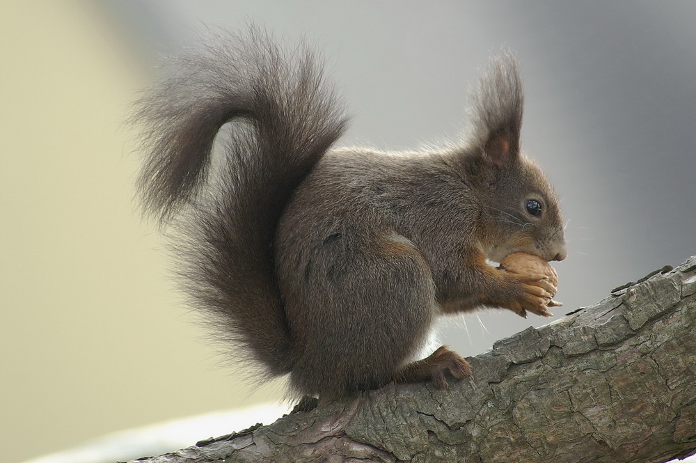 Eichhörnchen Alfred