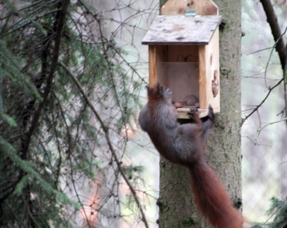 Eichhörnchen als Cliffhanger