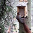 Eichhörnchen als Cliffhanger