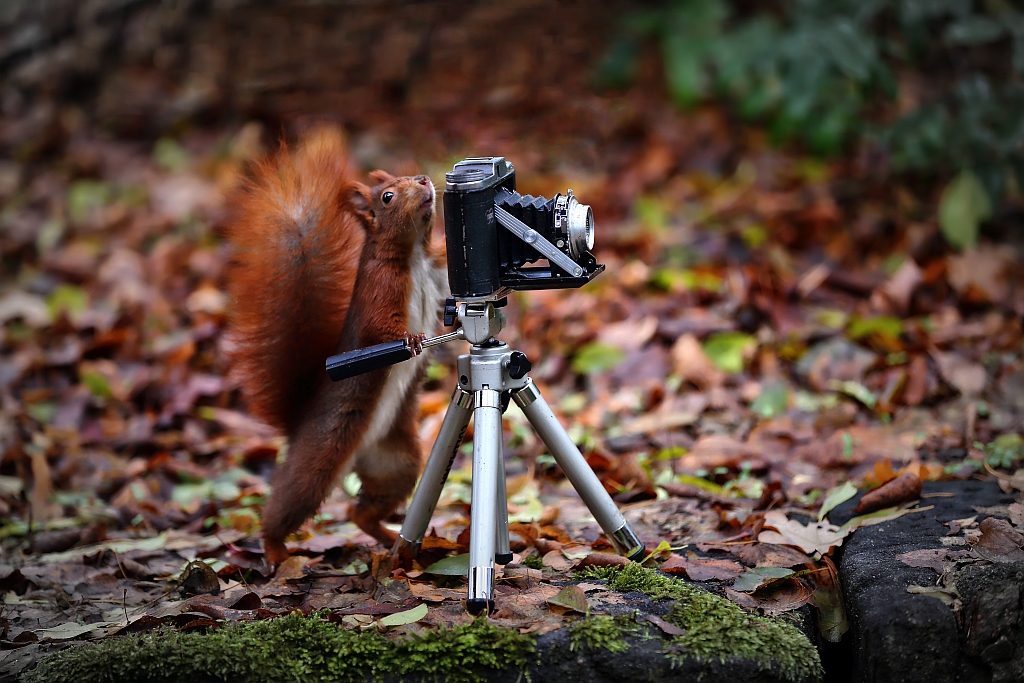 Eichhörnchen als Fotograf