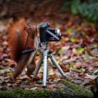 Eichhörnchen als Fotograf