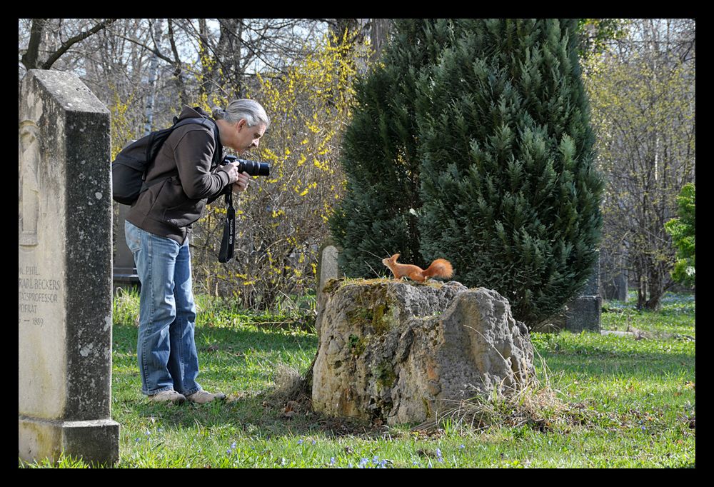 Eichhörnchen als Fotostar