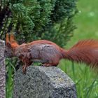 Eichhörnchen als Friedhofsbesucher