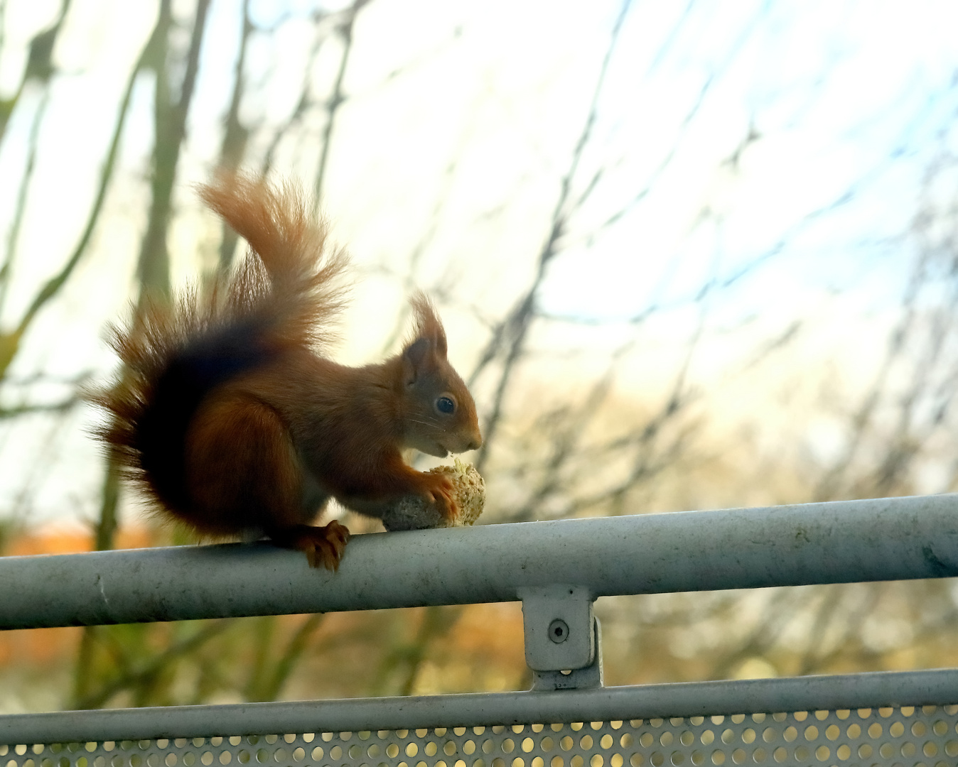  Eichhörnchen als Meisenknödel-Dieb 2