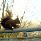  Eichhörnchen als Meisenknödel-Dieb 2