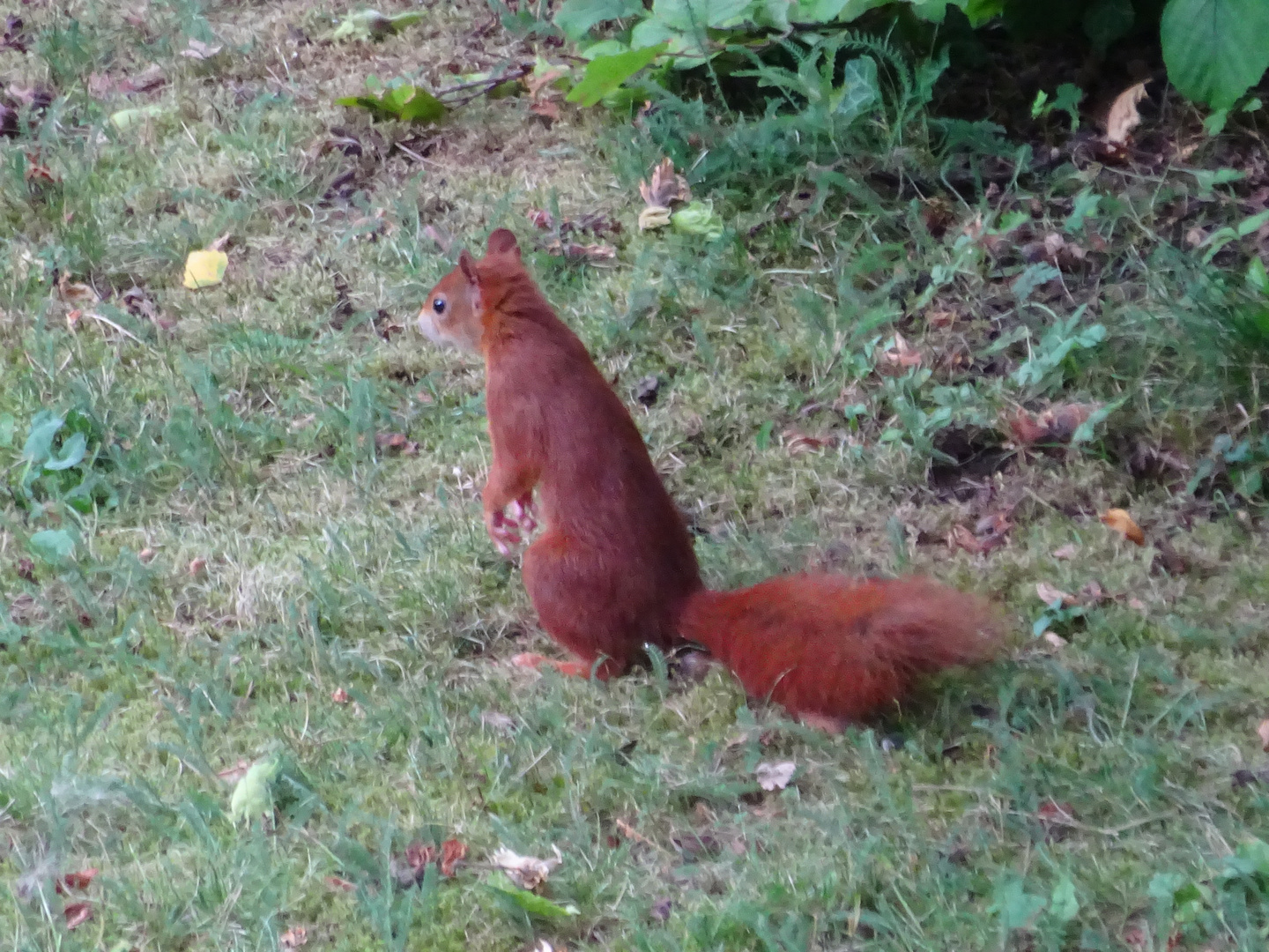 Eichhörnchen als Nachbar