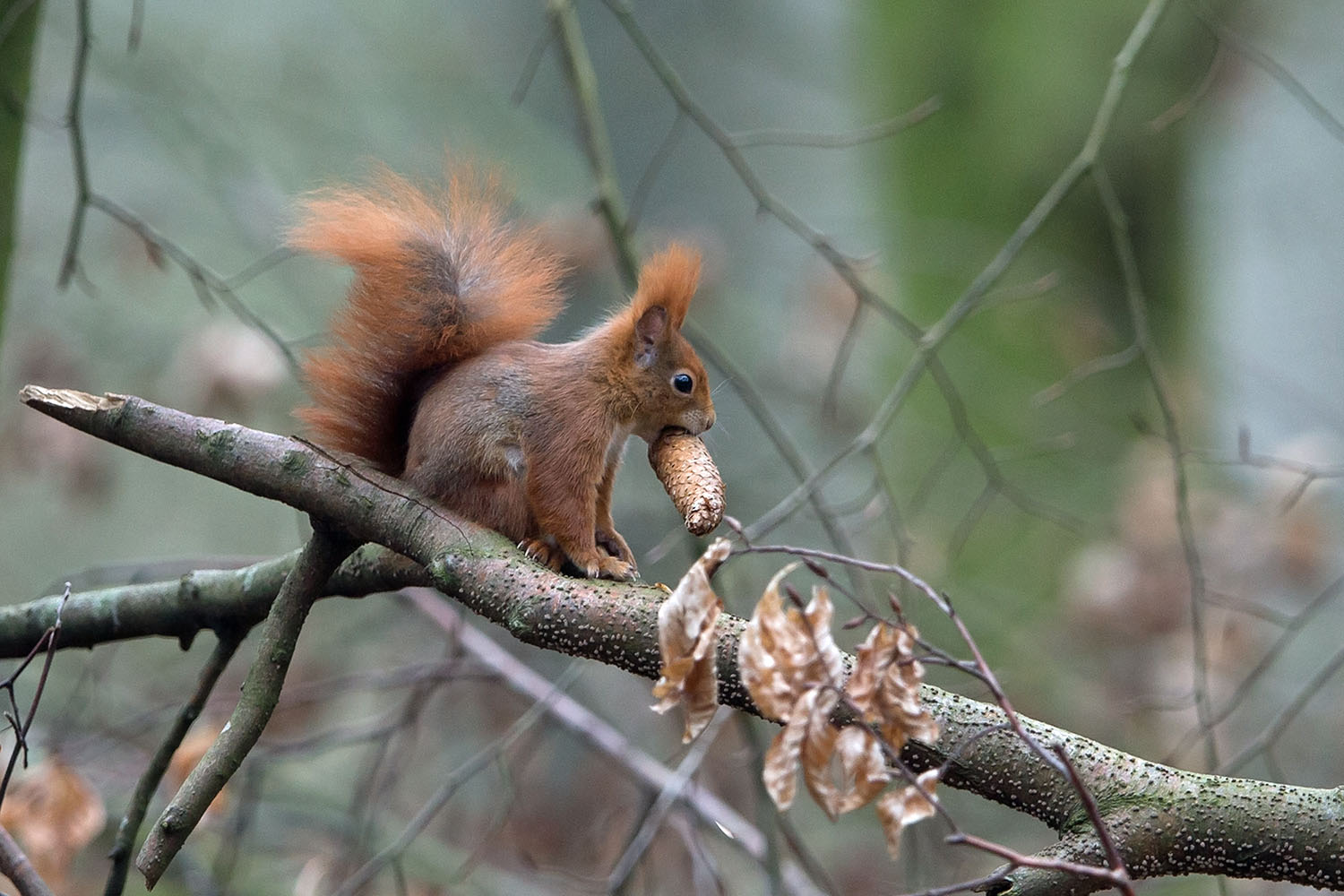 Eichhörnchen als Selbstversorger